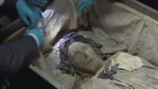 quotAstonishinglyquot wellpreserved 17th century mummy found [upl. by Adnak]