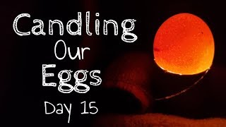 Candling Our Eggs Day 15 [upl. by Garris244]