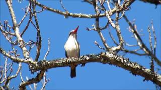 Brownhooded Kingfisher calling [upl. by Drol662]