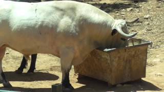 The National Sport of Bullfighting in Spain [upl. by Olotrab]