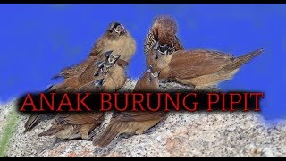 Burung PIPIT Baru Bisa Terbang [upl. by Ainez612]