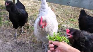 Herbs for Hens Chickweed [upl. by Ronica]