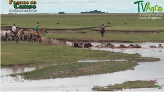 Trabajo de Invierno en los Llanos orientales Ganadería extensiva  TvAgro por Juan Gonzalo Angel [upl. by Eanore]