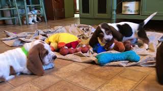 Basset Hound Puppies playing [upl. by Eriuqs51]