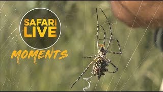 Garden Orb Web Spider Catches and Kills Flies in Her Web [upl. by Etnohs]