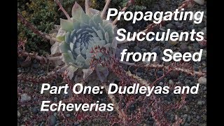 How to Start Succulents from Seeds Part One Echeverias amp Dudleyas [upl. by Lovato777]