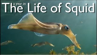 A Year in the Life of Squid [upl. by Canada]