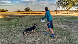 Ultimate Frisbee Dog  Brodie Smith [upl. by Ravilob]