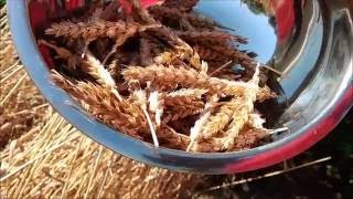 Growing and using wheat at home [upl. by Eachern]