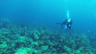 Sonar pinging when scuba diving [upl. by Jay838]