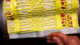 MUSCULAR SYSTEM ANATOMYMuscle fiber with sarcomere model description [upl. by Nwhas976]