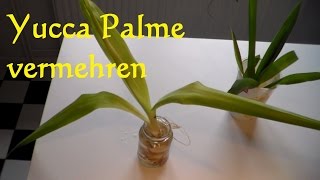 Yucca Palme vermehren  Yucca Palme schneiden  Ableger Steckling Yucca Palme [upl. by Annairdna]