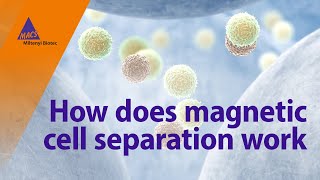 How does magnetic cell separation work [upl. by Renell]