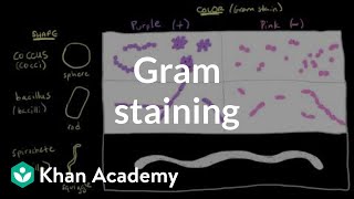 Bacterial characteristics  Gram staining  Cells  MCAT  Khan Academy [upl. by Acirea]