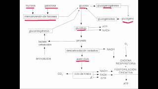 metabolismo glucidos [upl. by Boser358]