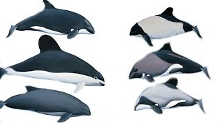 All Porpoises Species  Species List [upl. by Sutphin709]