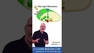 Understanding Photosynthesis A Complete Explanation [upl. by Eiramnna]