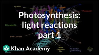 Photosynthesis in Plants Detailed Process [upl. by Parrish726]