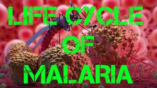 Life Cycle of Malaria Parasite Primary host Mosquito Secondary host Human Plasmodium vivax [upl. by Jeanne]