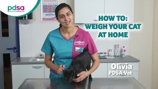 How To Weigh Your Cat At Home PDSA Petwise Pet Health Hub [upl. by Anairdna]