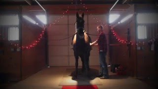 Best Marriage Proposal Ever For a Horse Lover [upl. by Hussar10]