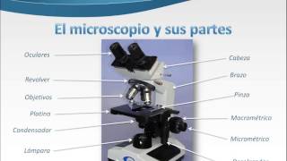 El microscopio y sus partes [upl. by Ssor627]