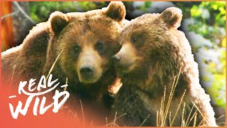 Into The Life Of A Grizzly Bear Bear Documentary  Grizzly Country  Real Wild [upl. by Esiralc]