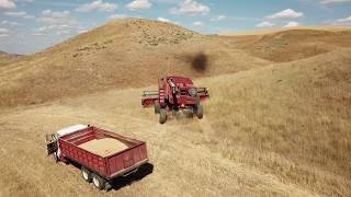 Wheat Harvest 2019 Part 1 [upl. by Frederiksen66]