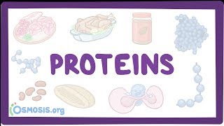 Proteins [upl. by Cenac]