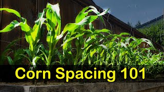 Corn Spacing 101  Garden Quickie Episode 8 [upl. by Nallac]