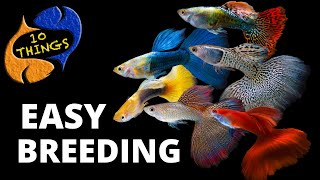 Top 10 Easiest Fish To Breed in a HOME Aquarium [upl. by Ramsay144]