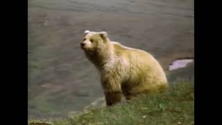 National Geographic—The Grizzlies 1987 [upl. by Starr871]