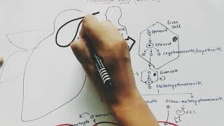 Plasmodium vivax life cycle  English  malaria [upl. by Hetti]