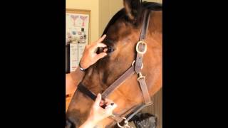 GVEC How To Series How to Medicate A Horses Eye [upl. by Saile]