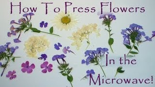 how to press flowers in a microwave [upl. by Pyle613]