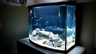 UPDATE 40 Gallon Bowfront Aquarium [upl. by Hak]