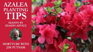 Azalea Planting Tips  Season by Season Advice [upl. by Idarb]