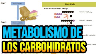 Metabolismo de los carbohidratos [upl. by Katherina859]