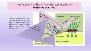 Explicacion Adhesión Celular [upl. by Ateloiv]