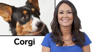 Every Dog Breed Explained Part 1  WIRED [upl. by Shapiro]