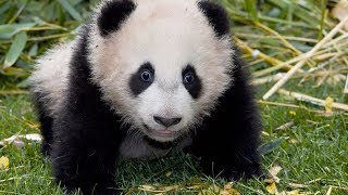 Panda Palooza Six Giant Panda Cubs Born at San Diego Zoo [upl. by Adur]