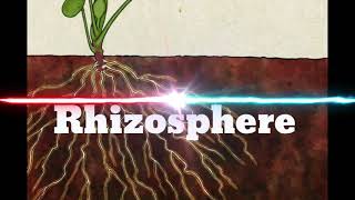 Rhizosphere [upl. by Gav282]