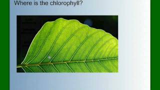 Photosynthesis Part 1 An Overview [upl. by Negaem]