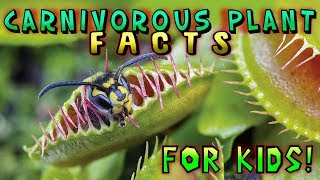 Carnivorous Plant Facts for Kids [upl. by Gaile706]