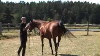 Parelli Natural Horsemanship Level 1 part 1 [upl. by Egni]