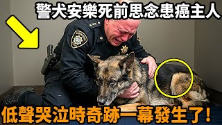 退休警犬退休前想見患癌主人的最後一面，低聲哭泣眾人束手無策時，奇跡的一幕意外發生了反轉 救助 警犬 警察 不可思議 奇跡 [upl. by Ardis]