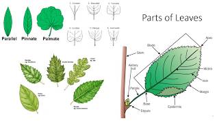 Plant Anatomy and Morphology [upl. by Marci]