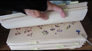 Peeking at Pressed Flowers for Crafts and Arrangements  Part 1 [upl. by Airamas453]