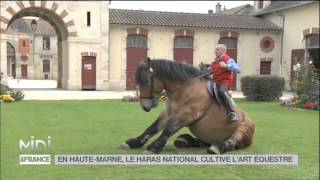 ANIMAUX  En HauteMarne le haras national cultive lart équestre [upl. by Niamart]