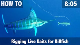 Rigging Live Baits for Billfish [upl. by Vahe]